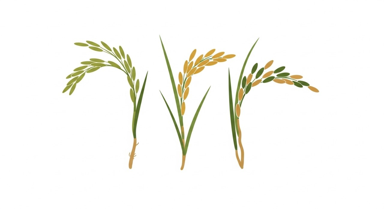 jenis benih padi unggul berumur pendek