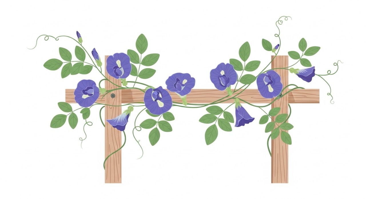 Bunga telang berwarna biru keunguan yang tumbuh subur dan melilit pada pagar kayu. 